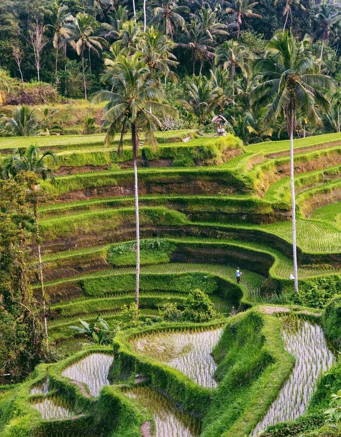 Bali honeymoon — rice terraces and tropical calm
